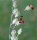  Spikelets with stamens and plumose stigma